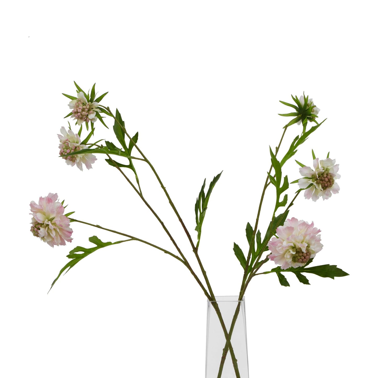 Lund Natural Garden Collection Pale Pink Scabious Stem - Skandi London
