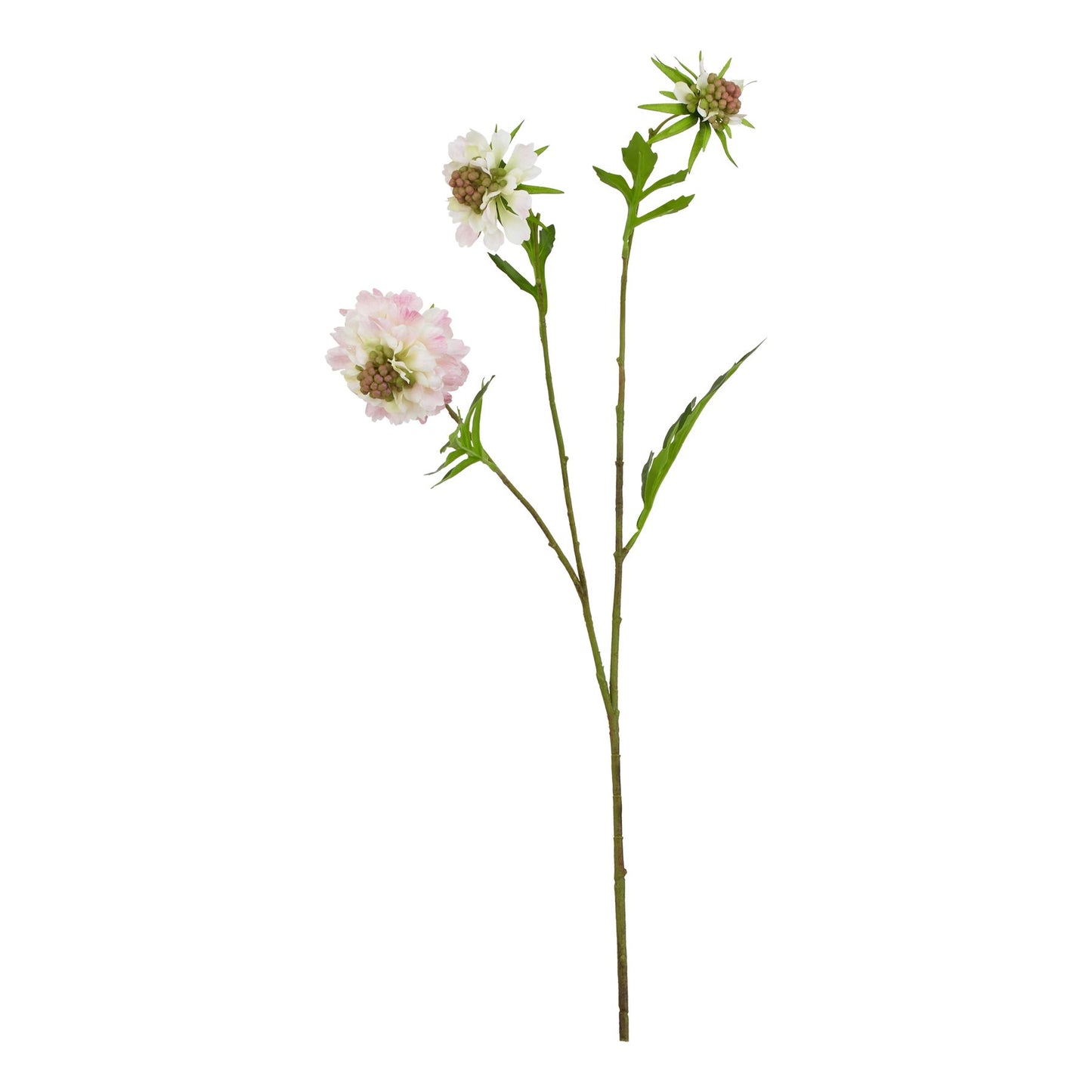 Lund Natural Garden Collection Pale Pink Scabious Stem - Skandi London