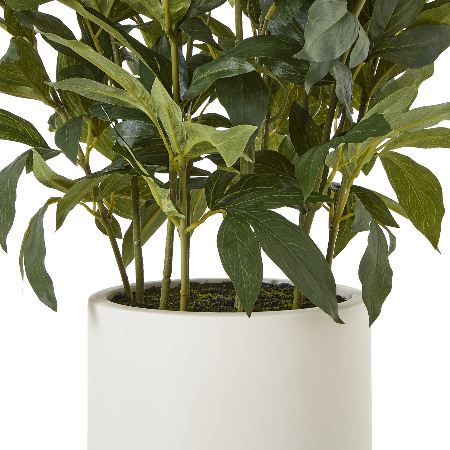 Large White Peony Plant In Pot - Skandi London