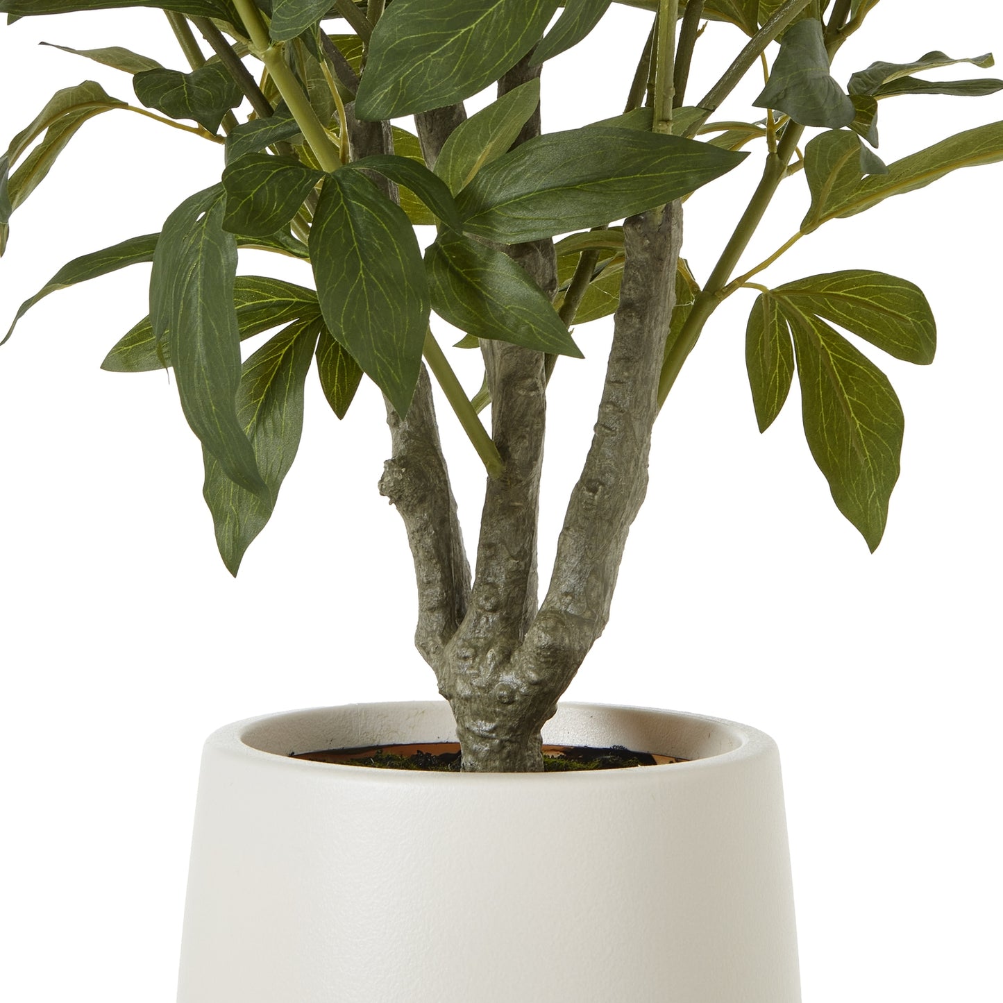Extra Large White Peony Bush In Pot - Skandi London
