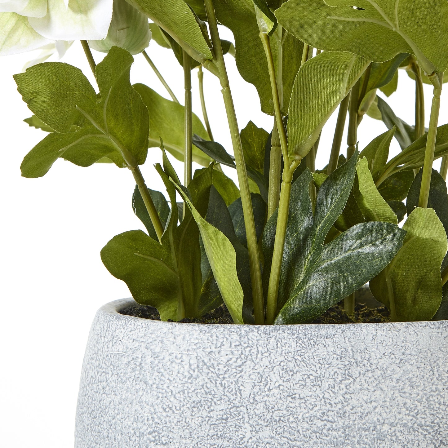 White Hellebore Plant In Grey Pot - Skandi London