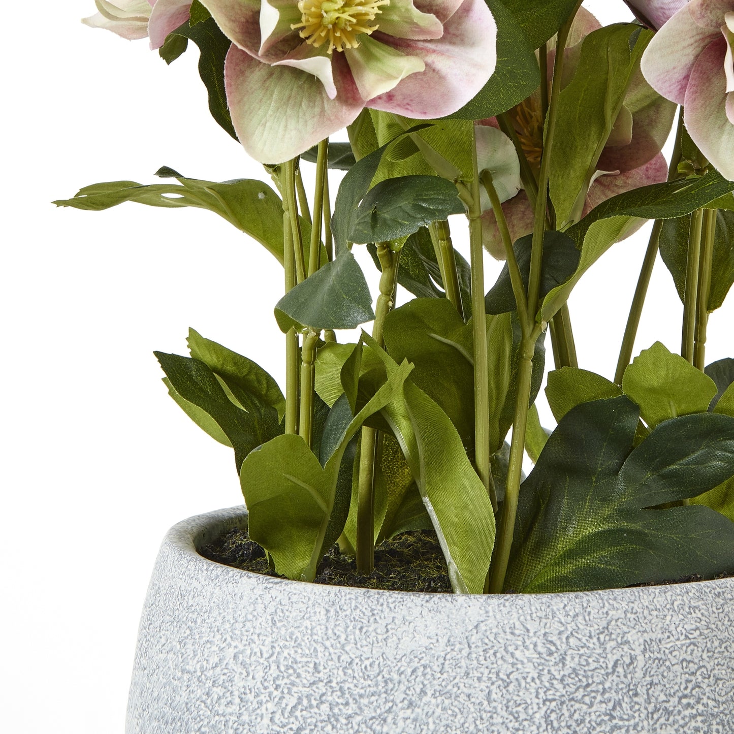 Variegated Pink Hellebore Plant In Grey Pot - Skandi London
