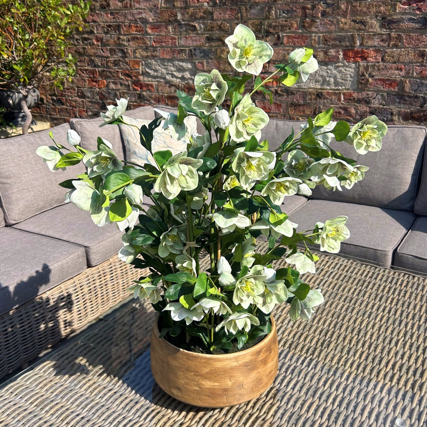 Large Green Hellebore in Taupe Pot - Skandi London