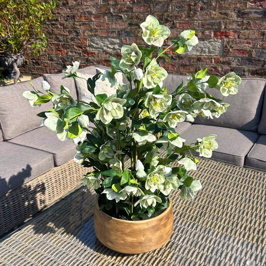 Large Green Hellebore in Taupe Pot - Skandi London