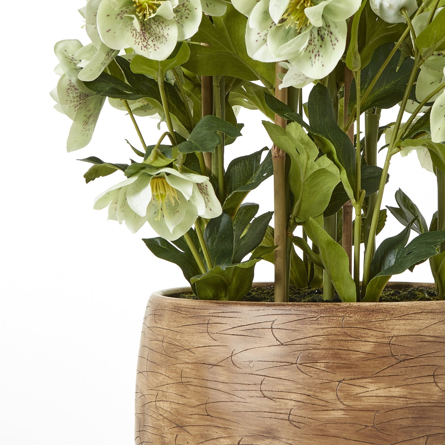 Large Green Hellebore in Taupe Pot - Skandi London