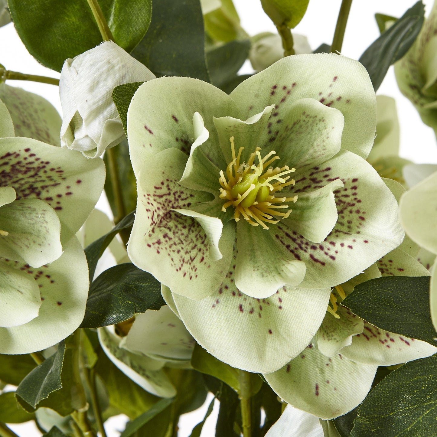 Large Green Hellebore in Taupe Pot - Skandi London