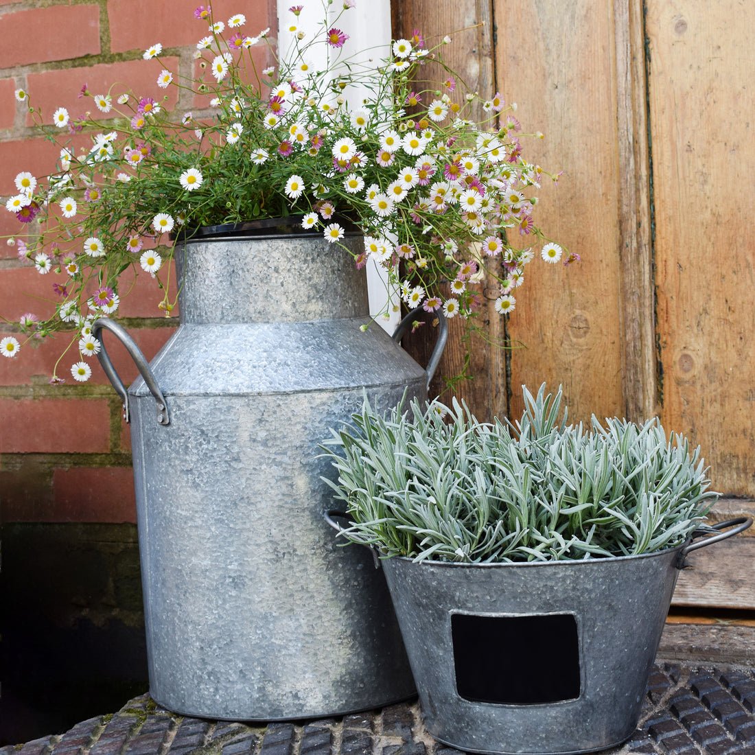 Wolter Galvanised Milk Churn - Skandi London