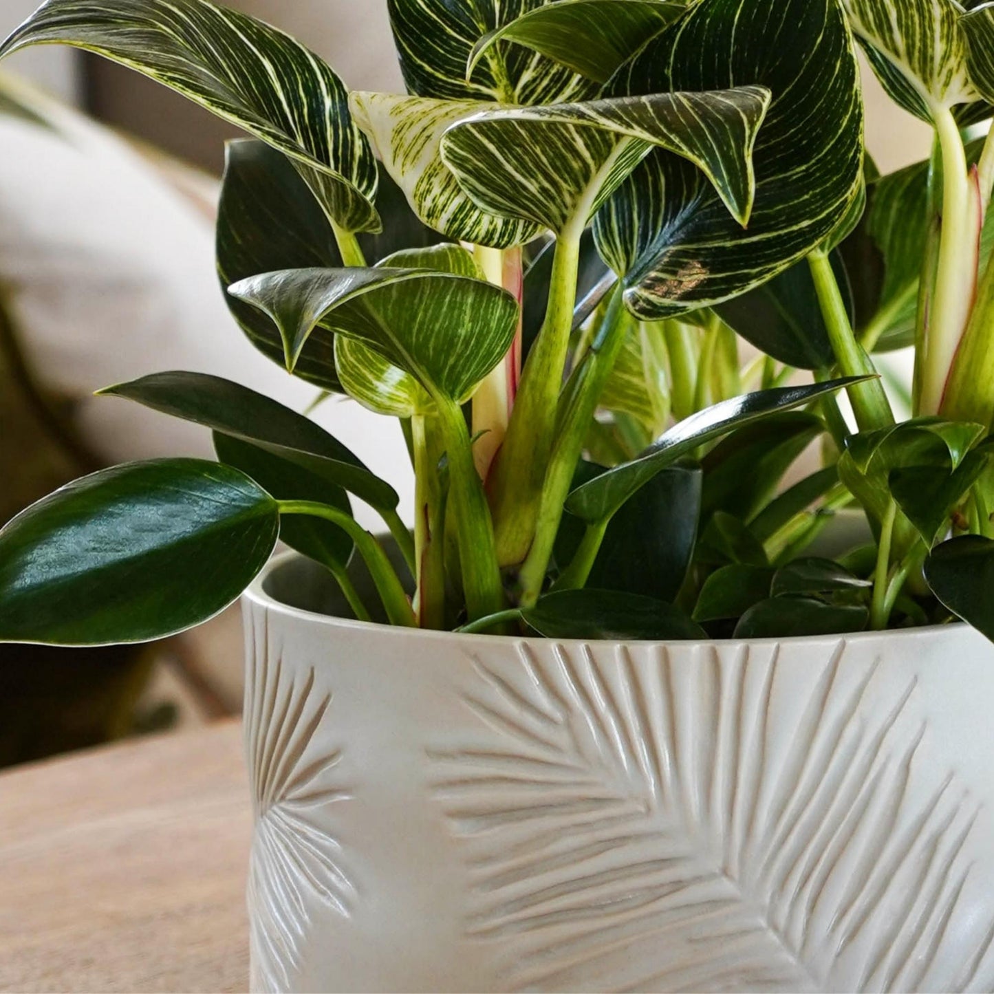Skandi London Leaf Etched Bowl in Ivory - Skandi London