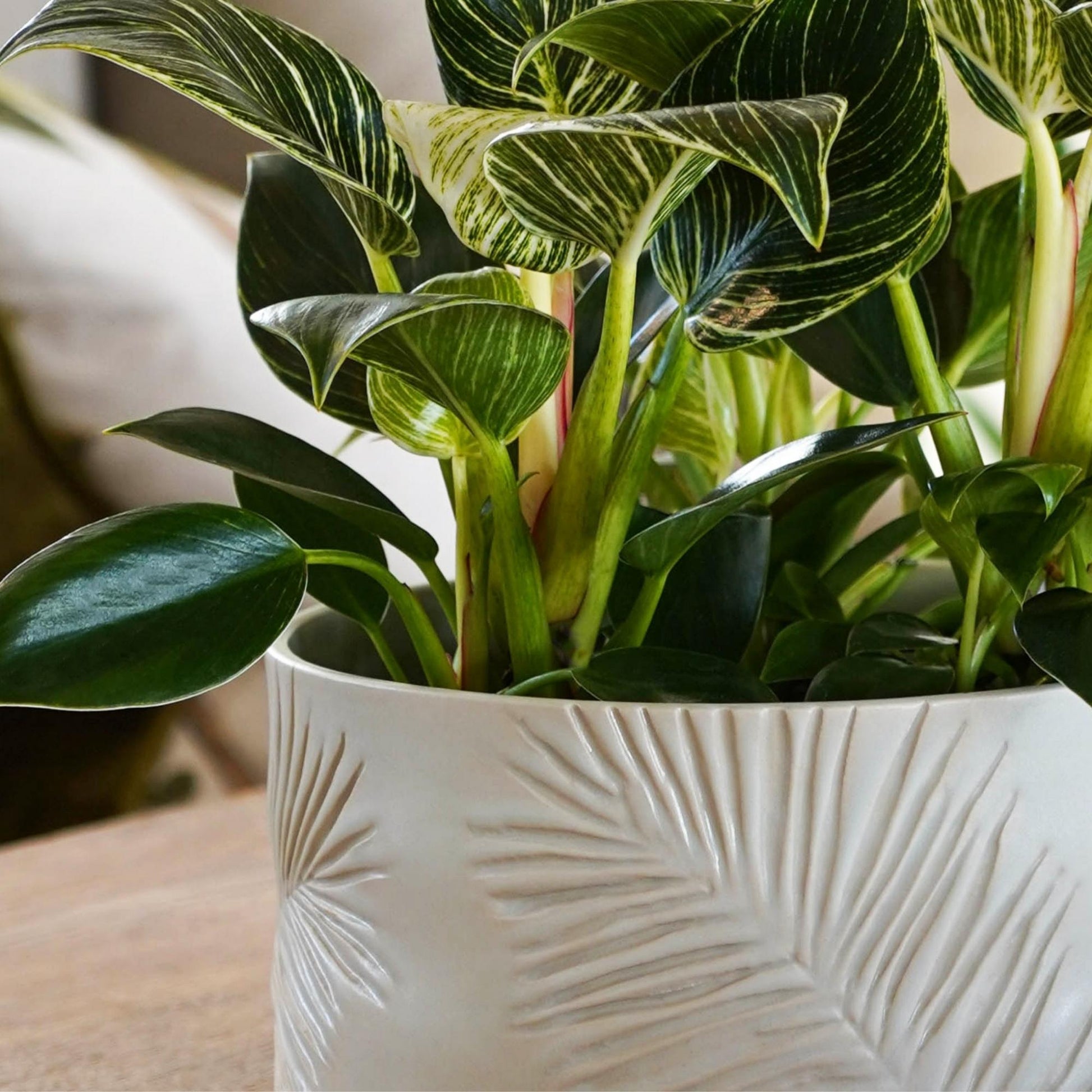 Skandi London Leaf Etched Bowl in Ivory - Skandi London