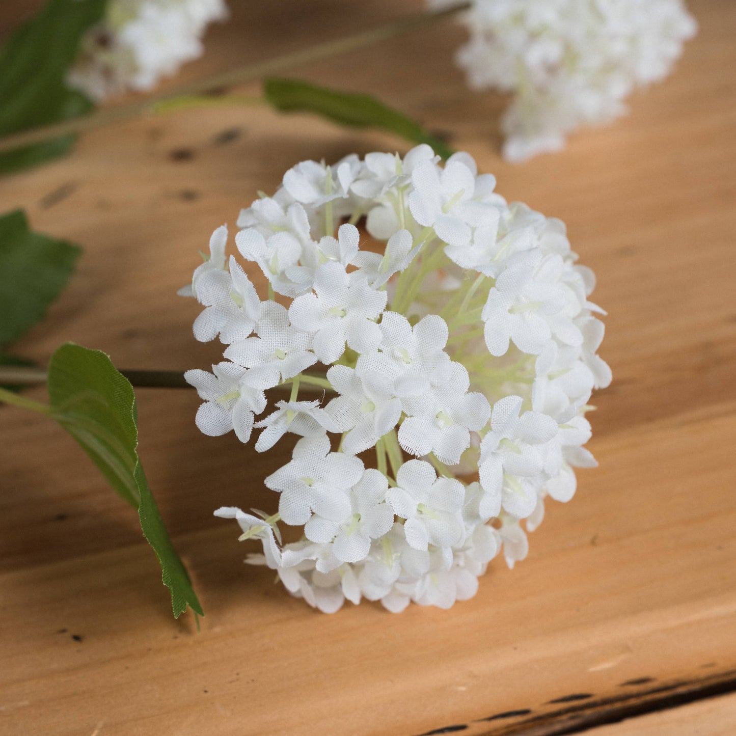 Skandi London Viburnum Opulus - Skandi London