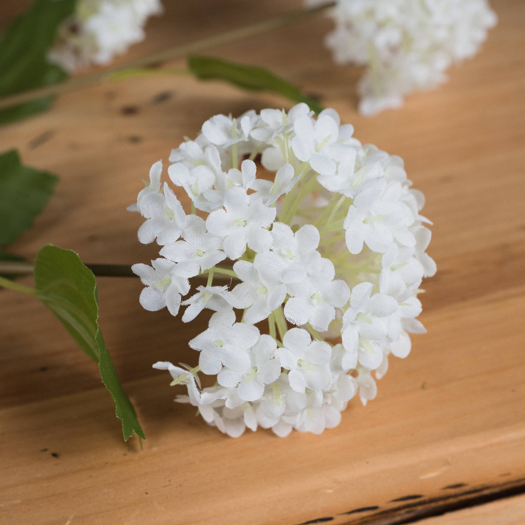 Skandi London Viburnum Opulus - Skandi London