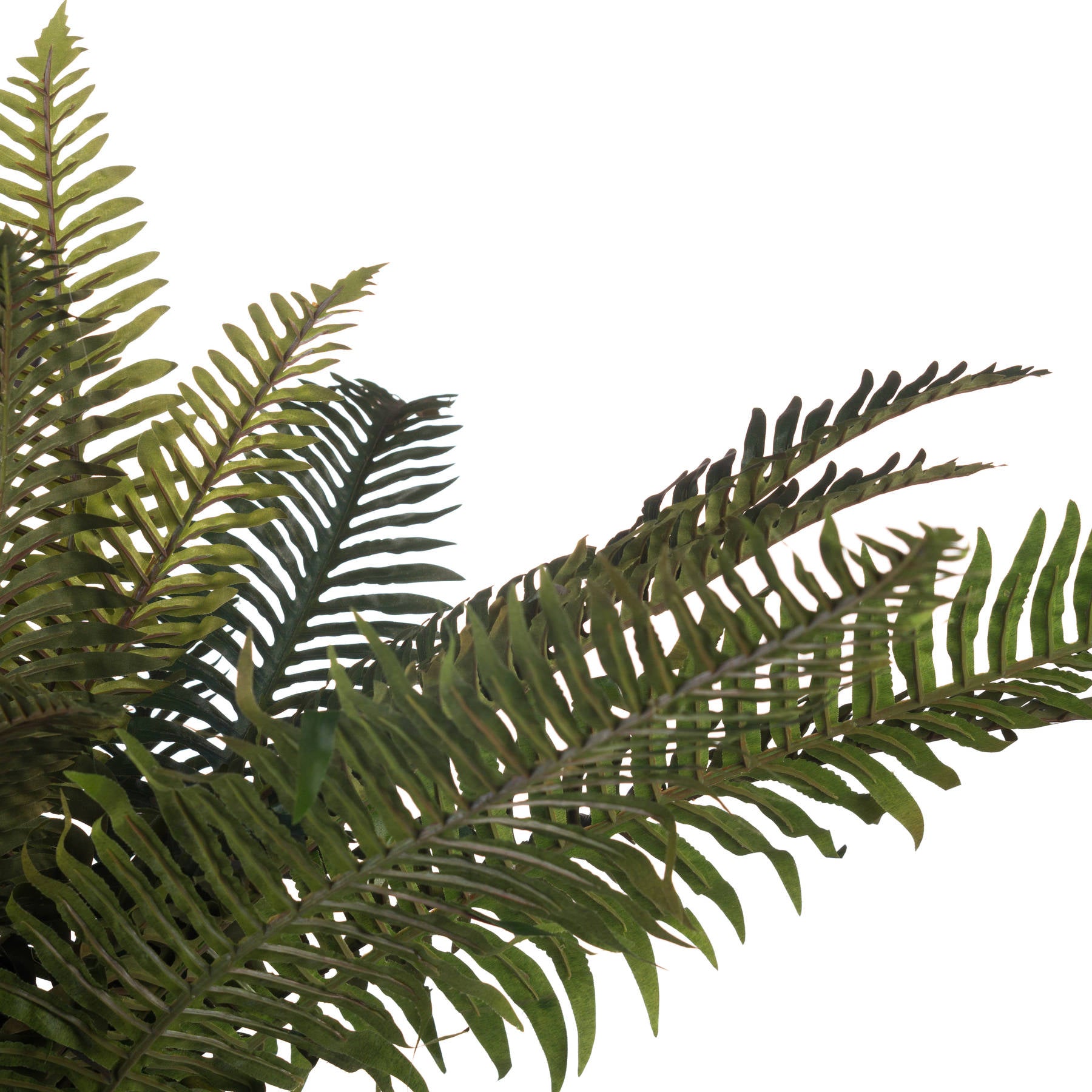 Skandi London Fern Bunch - Skandi London