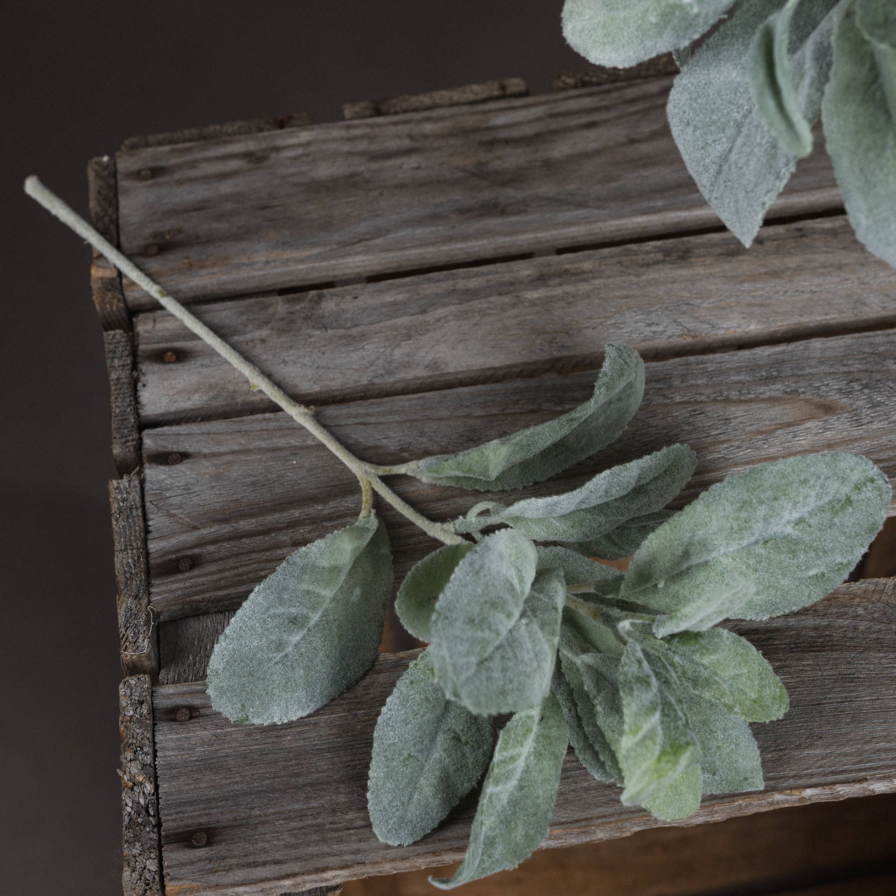 Skandi London Lambs Ear Spray - Skandi London