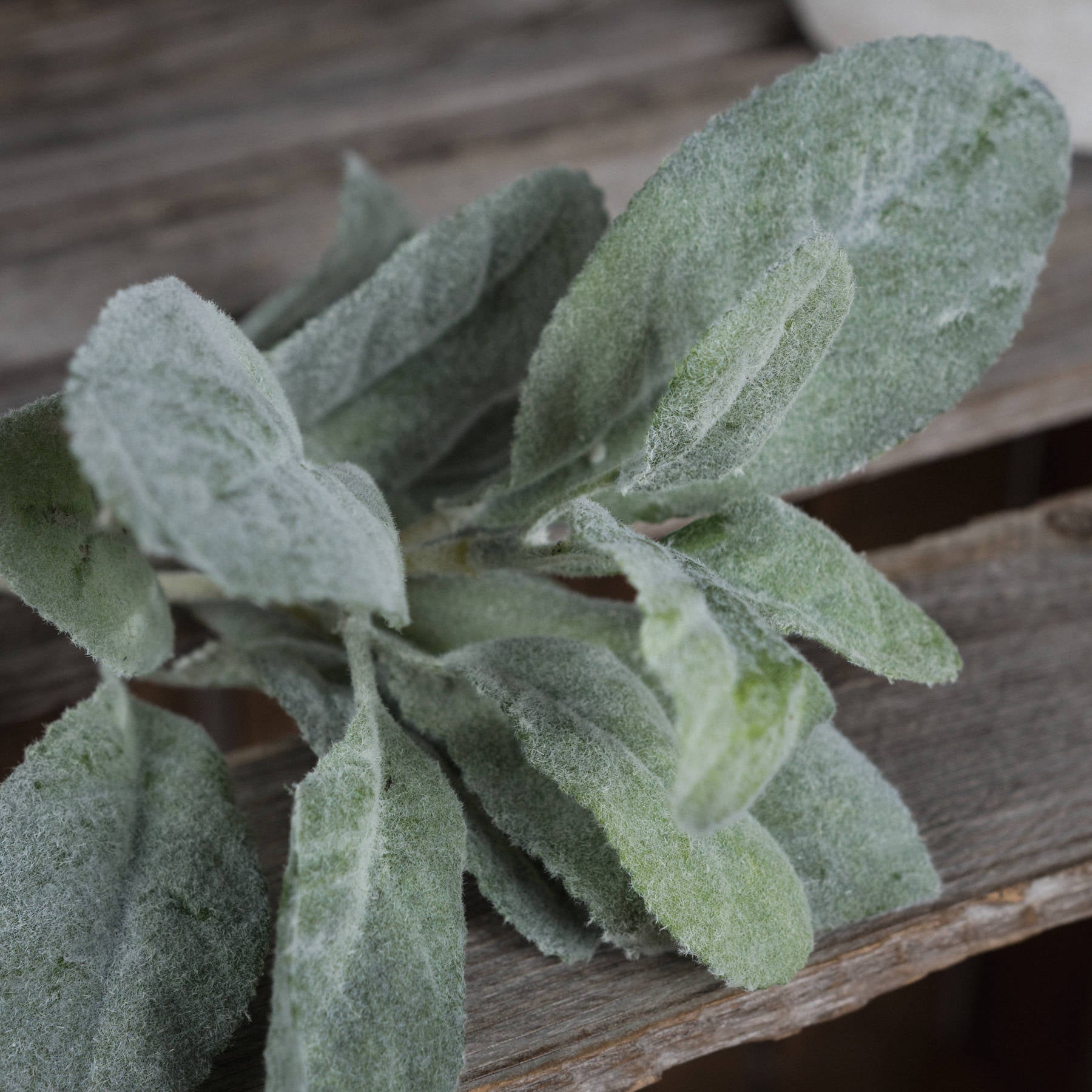 Skandi London Lambs Ear Spray - Skandi London