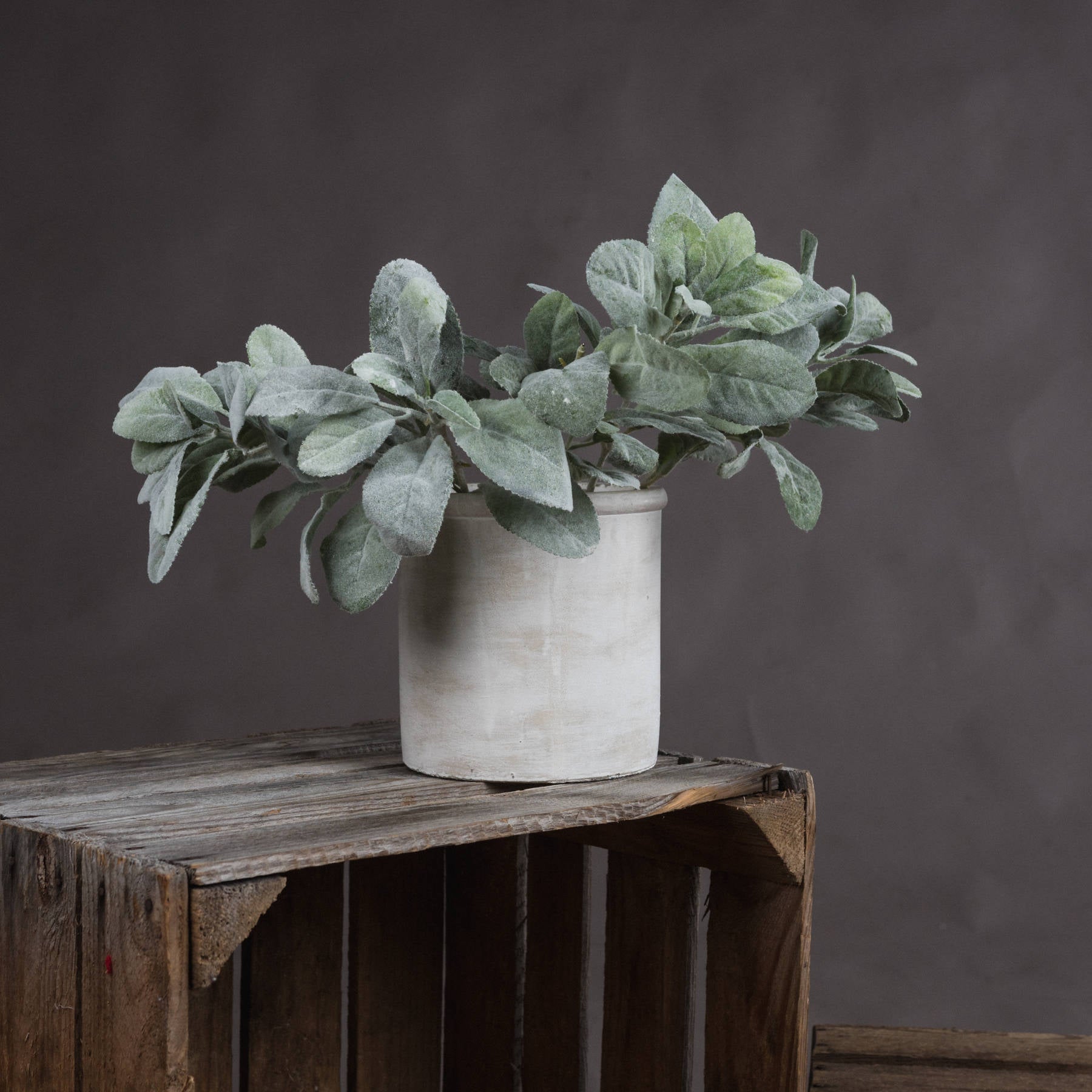 Skandi London Lambs Ear Spray - Skandi London