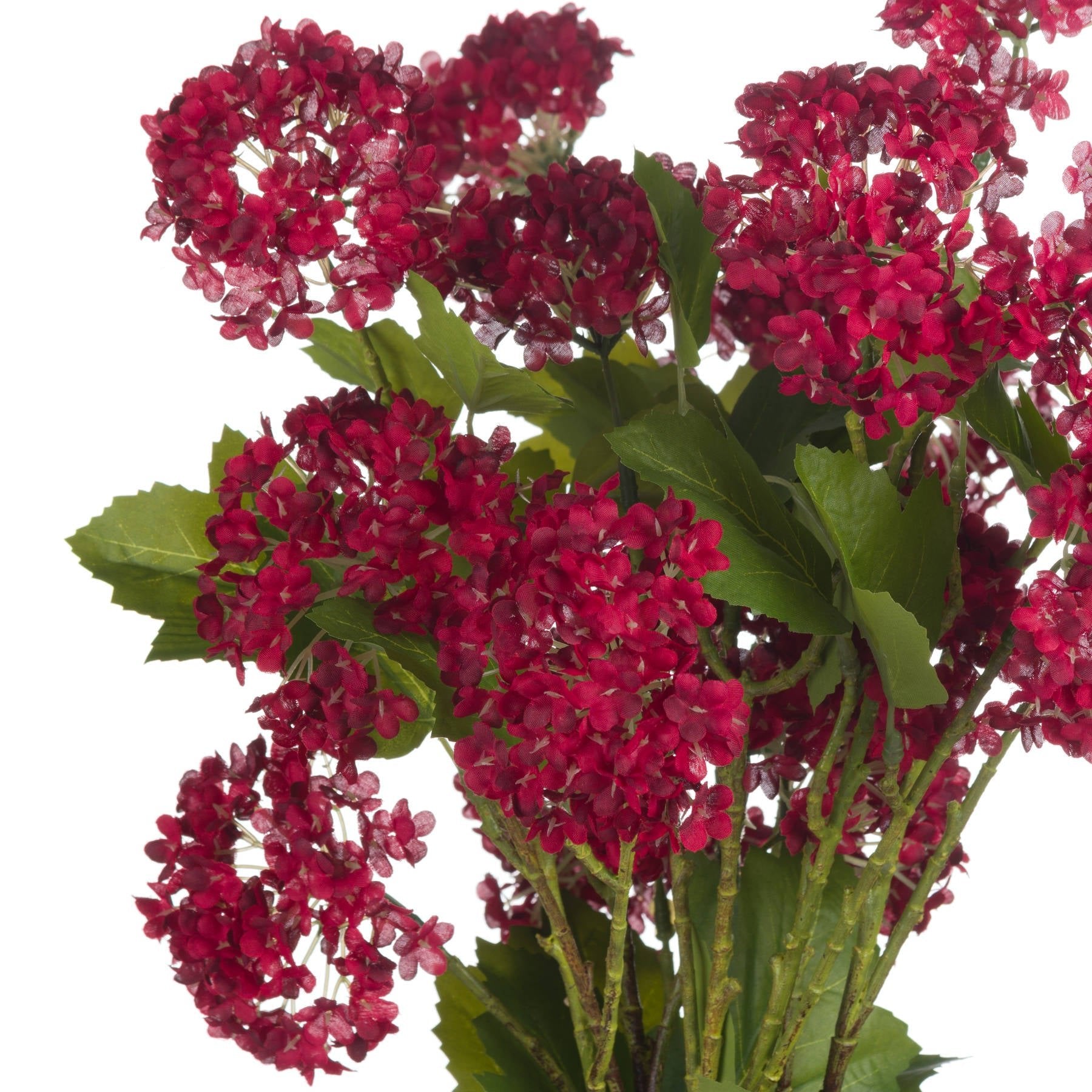 Skandi London Red Autumnal Viburnum - Skandi London