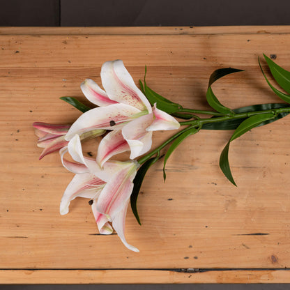 Skandi London Stargazer Lily - Skandi London