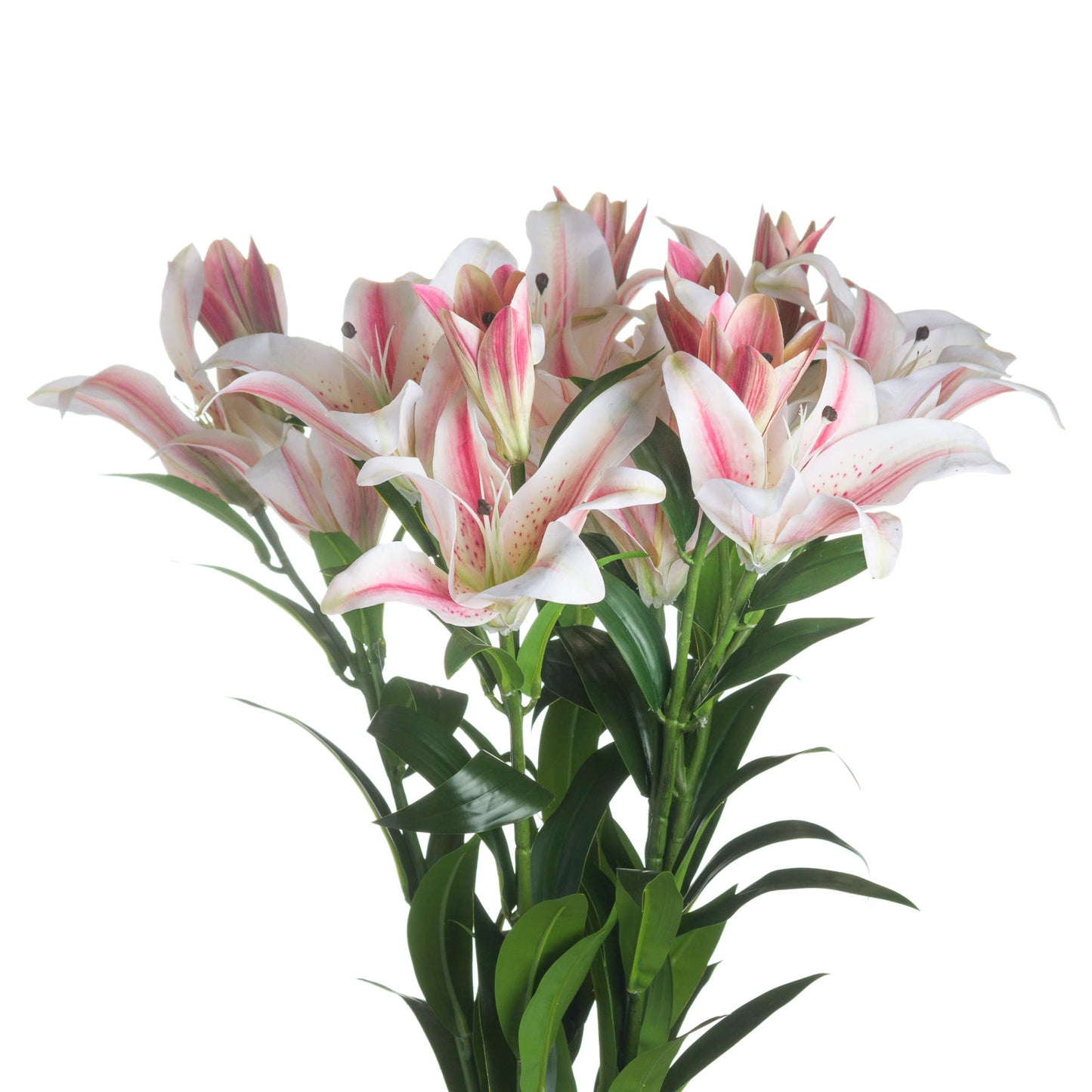 Skandi London Stargazer Lily - Skandi London