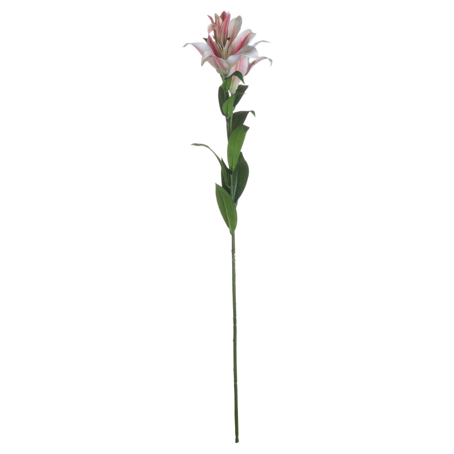 Skandi London Stargazer Lily - Skandi London
