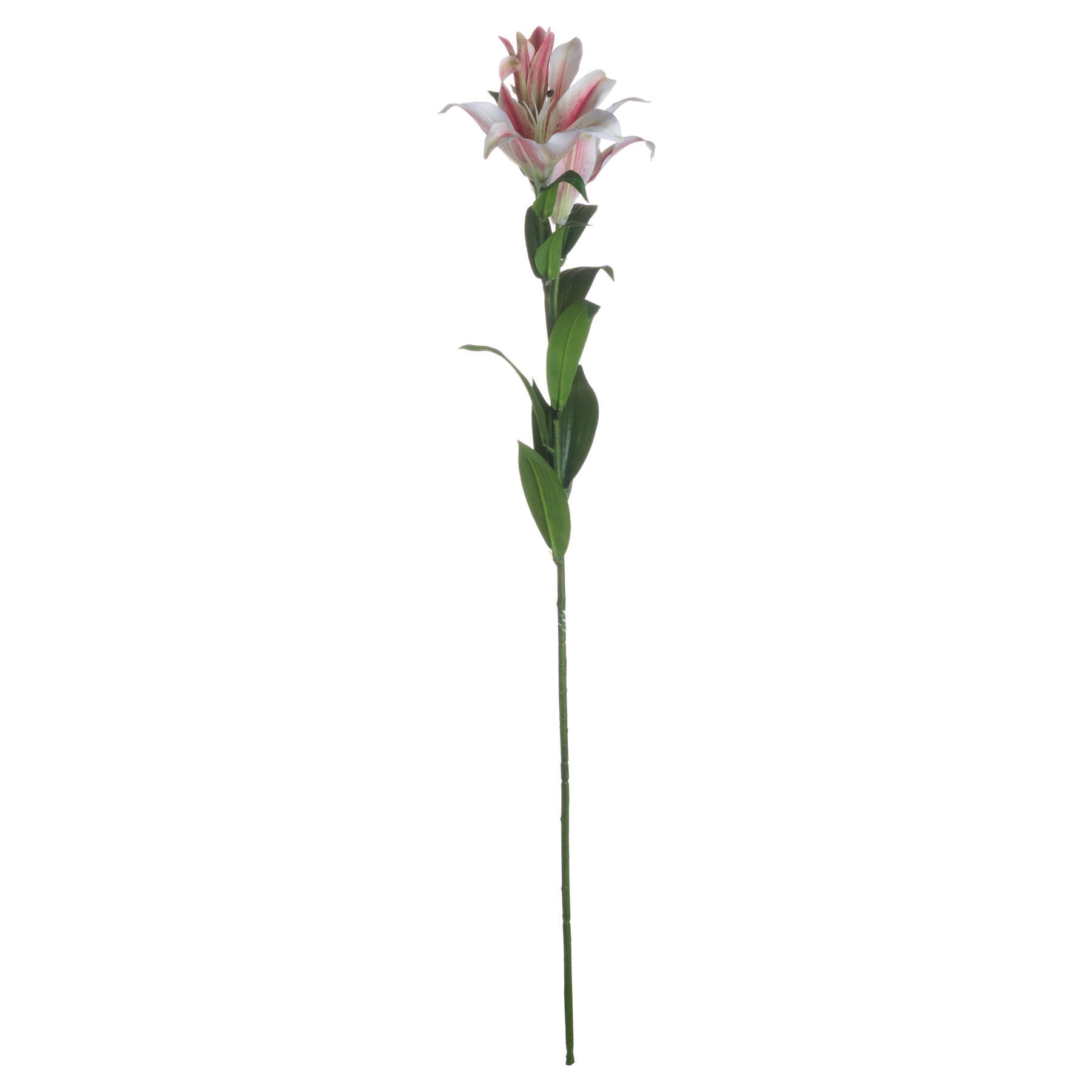 Skandi London Stargazer Lily - Skandi London
