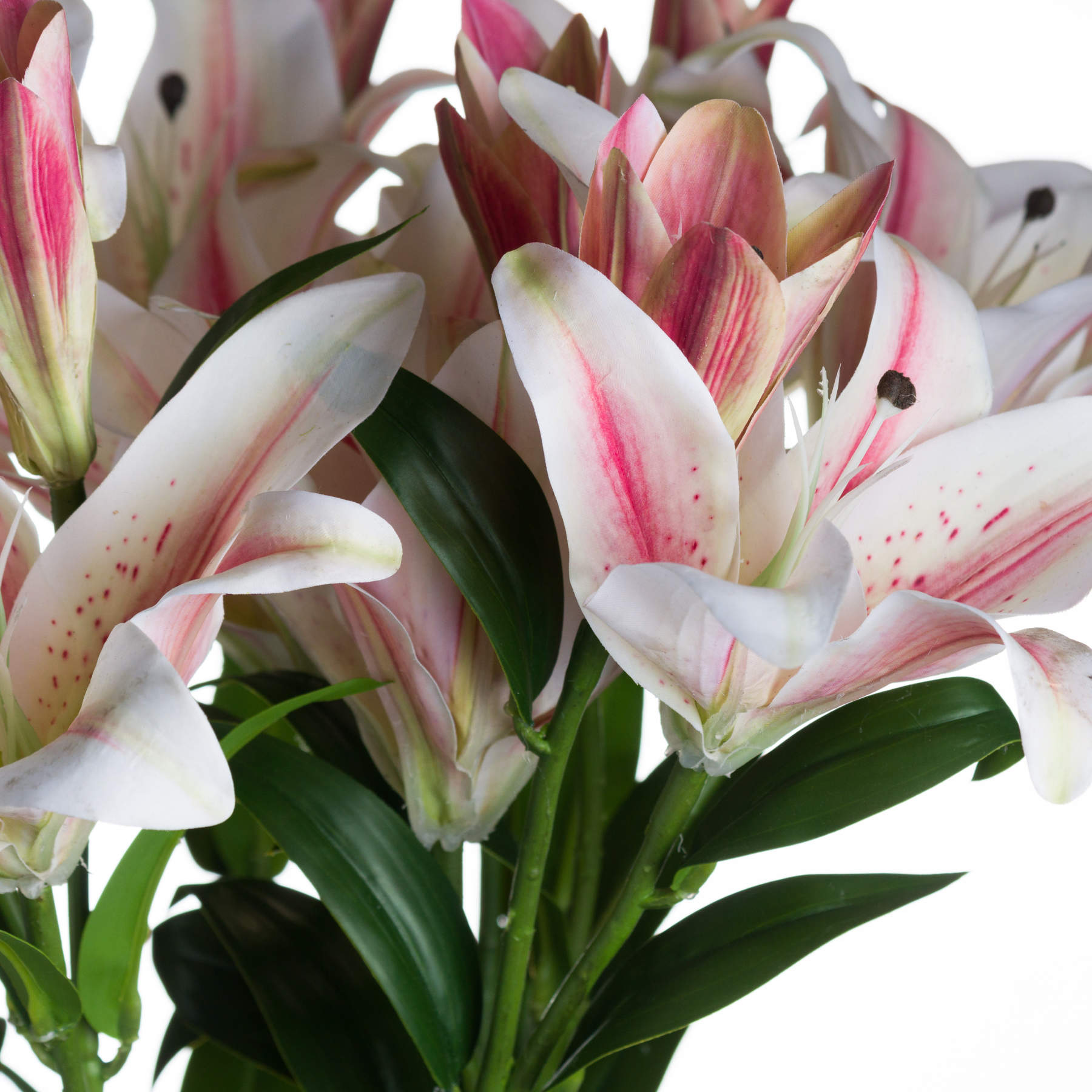 Skandi London Stargazer Lily - Skandi London