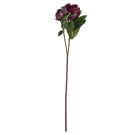 Skandi London Burgundy Peony Rose