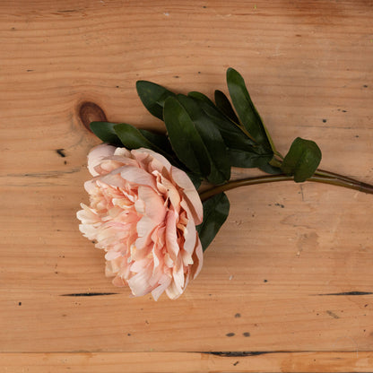 Skandi London Peach Peony Rose - Skandi London