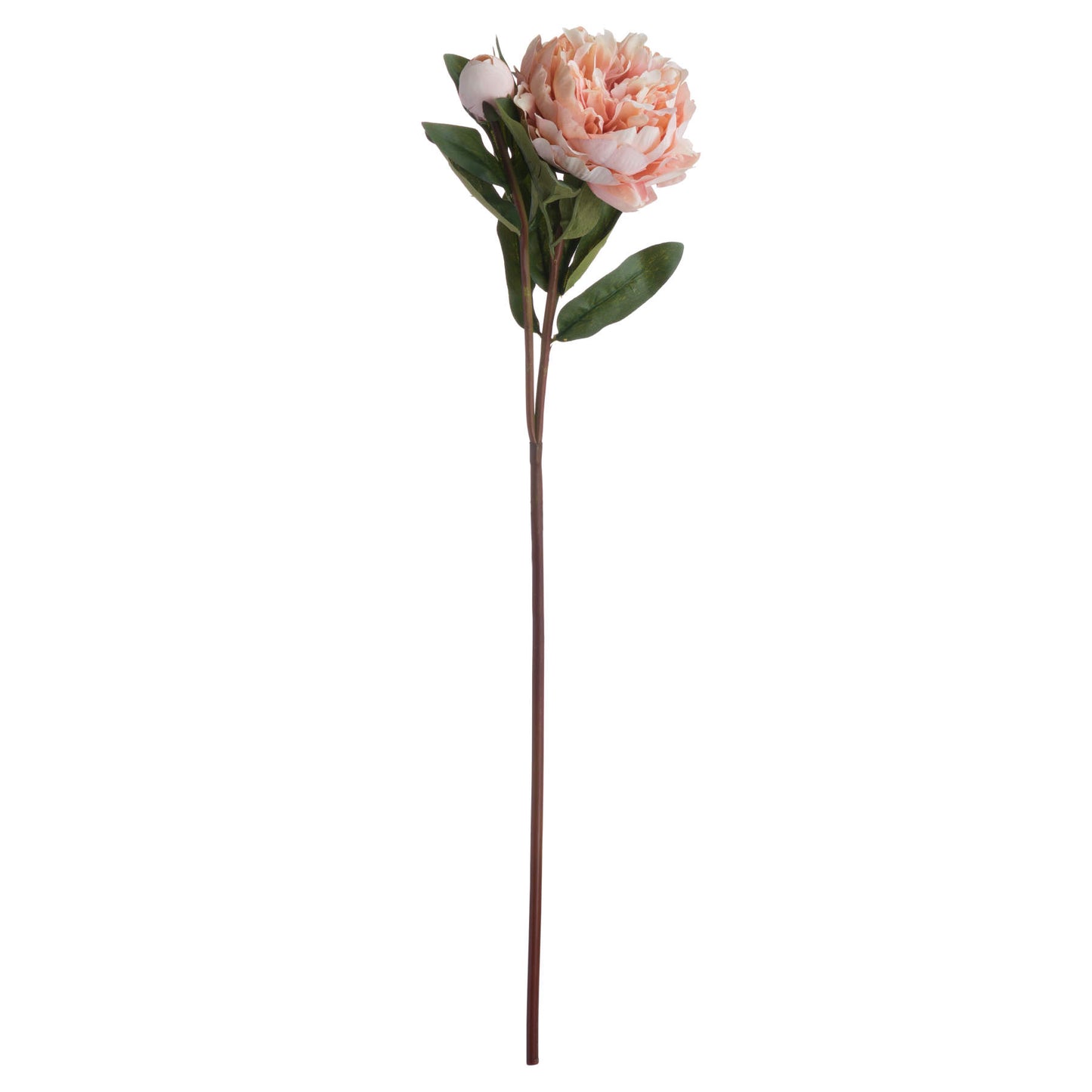 Skandi London Peach Peony Rose - Skandi London