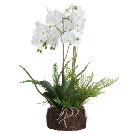 Skandi London Large White Orchid And Fern Garden In Rootball - Skandi London