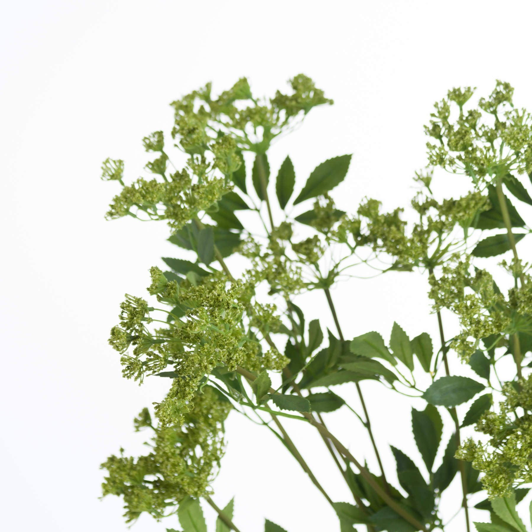 Skandi London Faux Cow Parsley Ammi - Skandi London