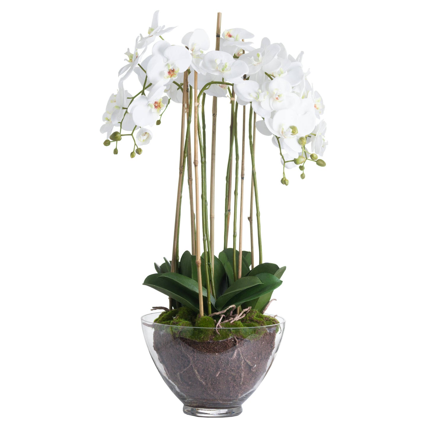 Skandi London Large White Orchid In Glass Pot - Skandi London