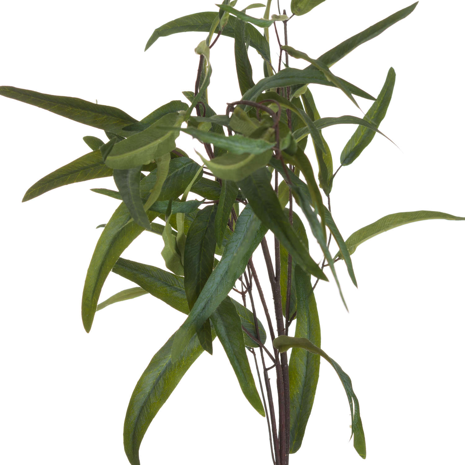 Skandi London Eucalyptus Nicholii Spray - Skandi London