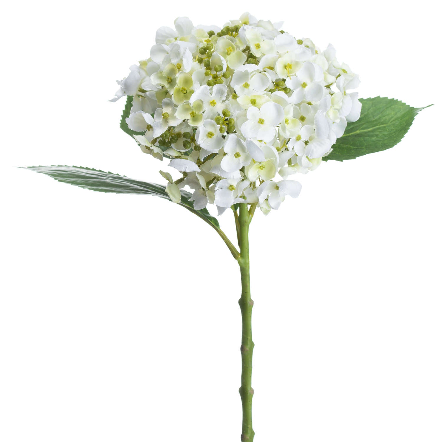 Skandi London White Lace Cap Hydrangea - Skandi London