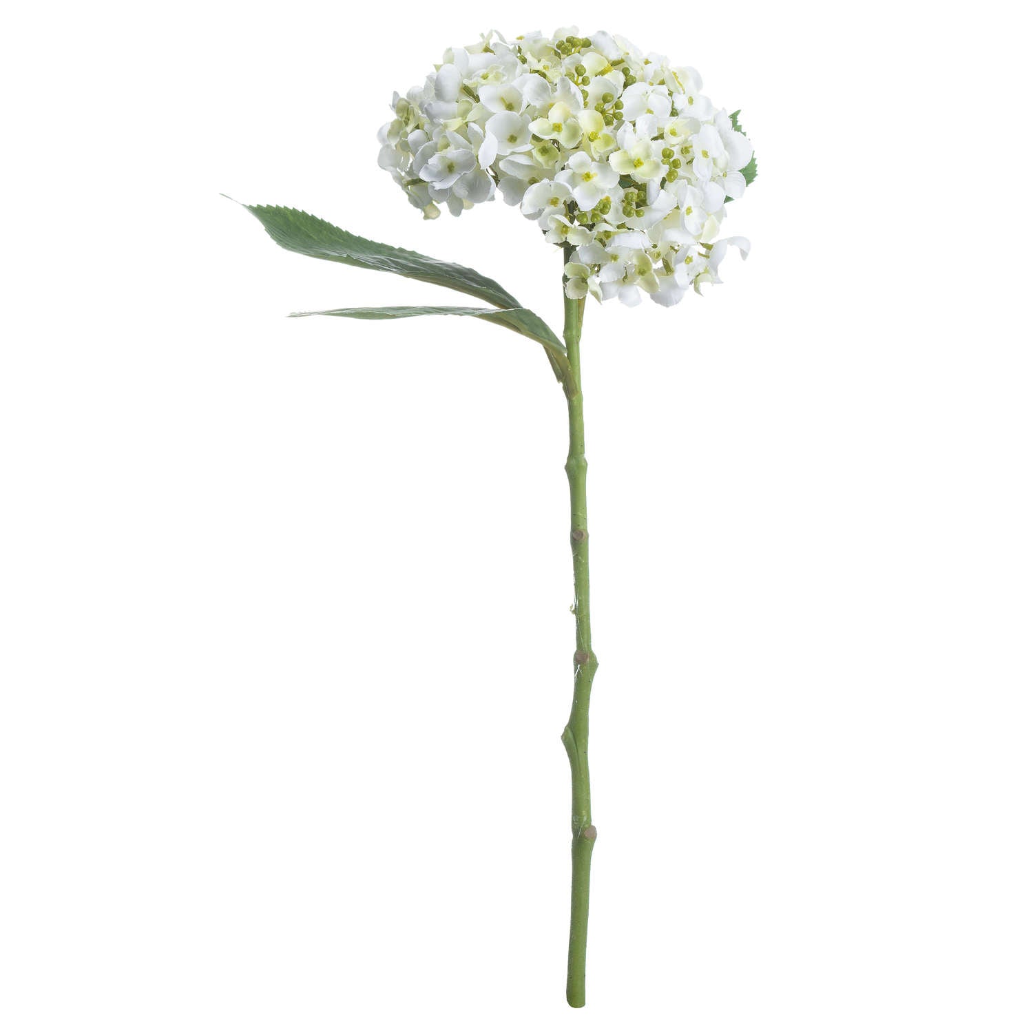 Skandi London White Lace Cap Hydrangea - Skandi London