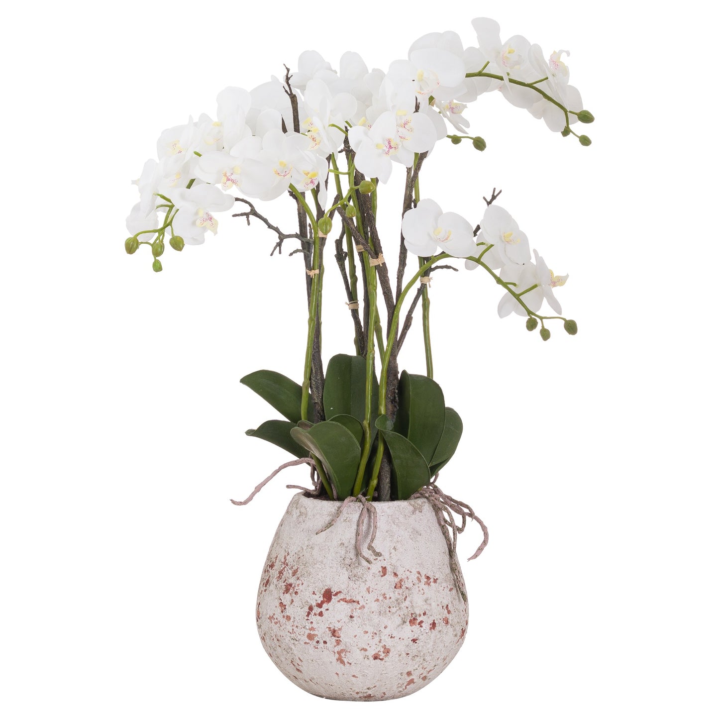 Skandi London Large Stone Potted Orchid With Roots - Skandi London