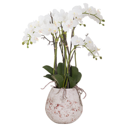 Skandi London Large Stone Potted Orchid With Roots - Skandi London