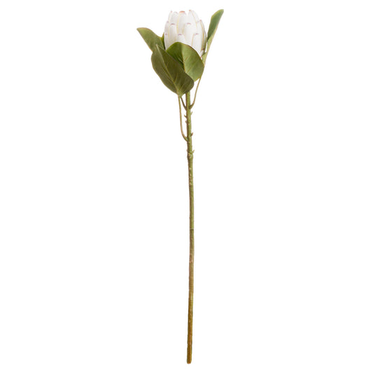 Skandi London Closed White Protea - Skandi London