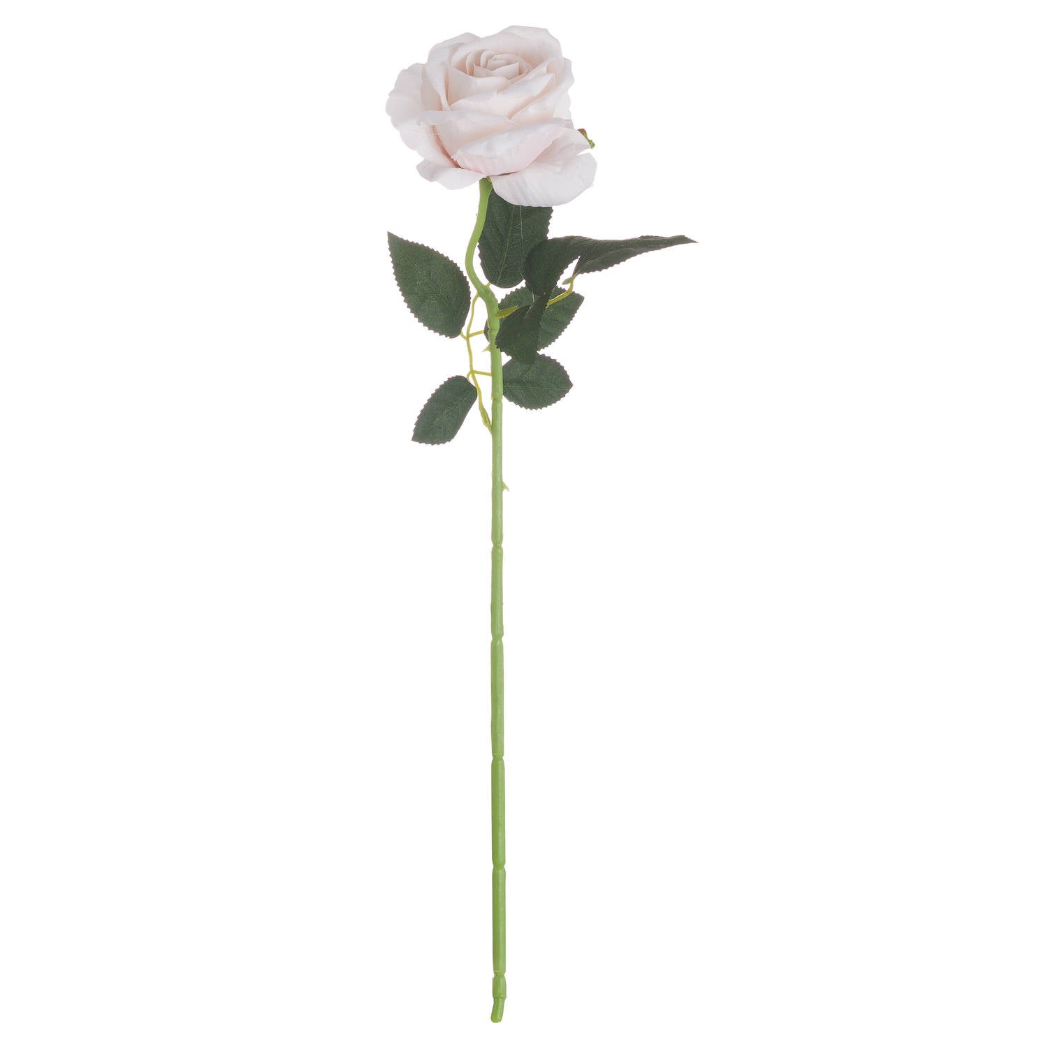 Skandi London Pastel Pink Tea Rose - Skandi London