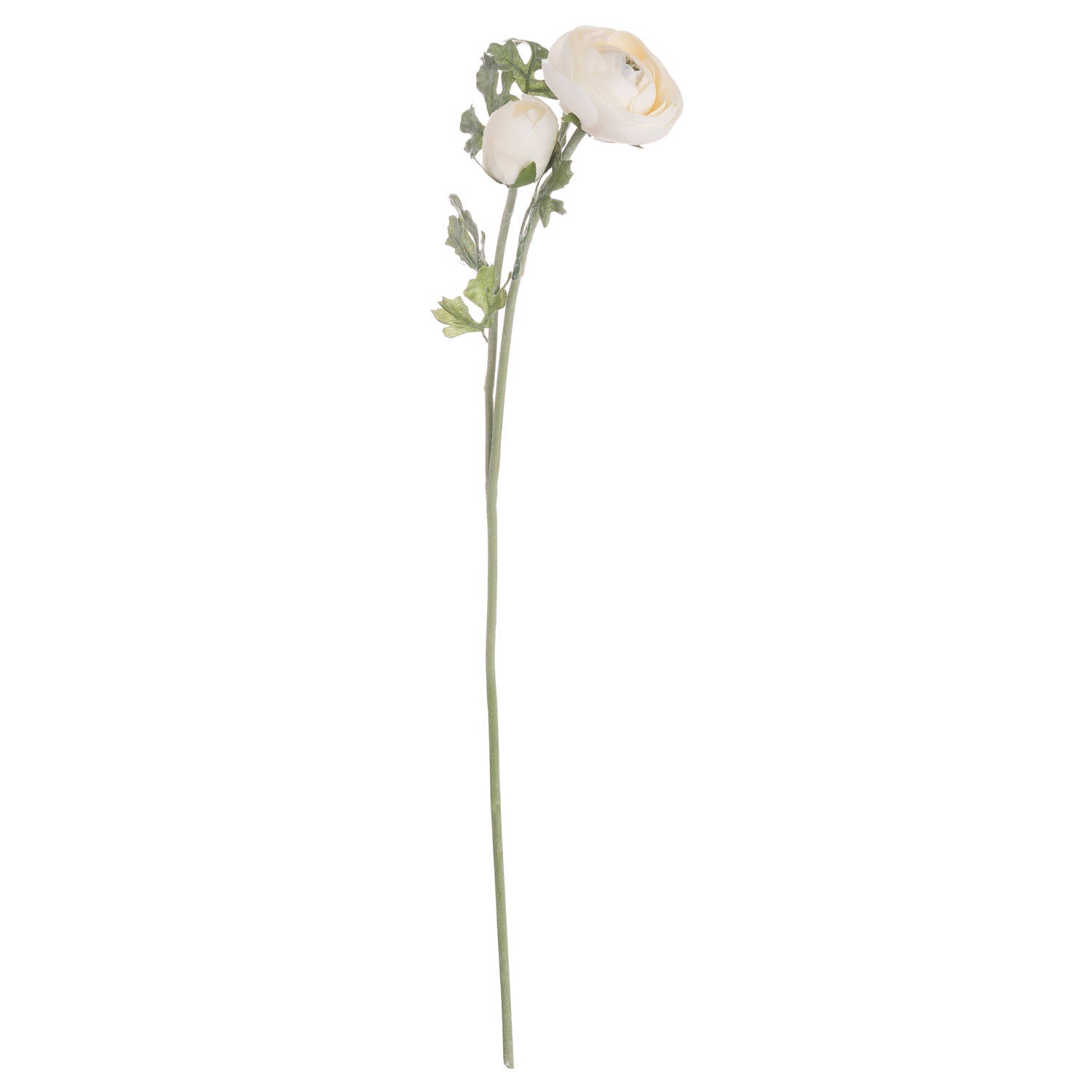 Skandi London Soft Cream Ranunculus - Skandi London