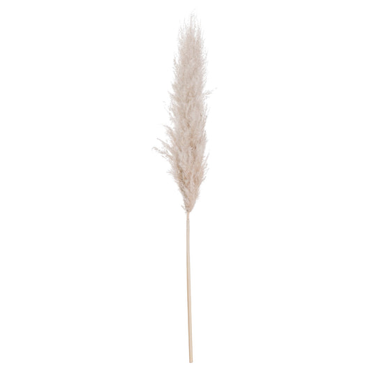 Skandi London Cream Pampas grass - Skandi London