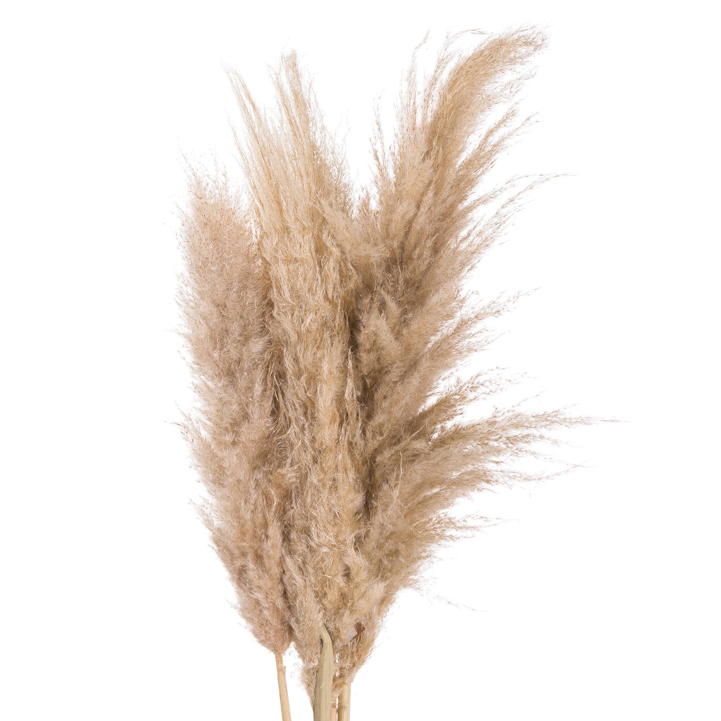 Skandi London Butter Pampas Grass - Skandi London
