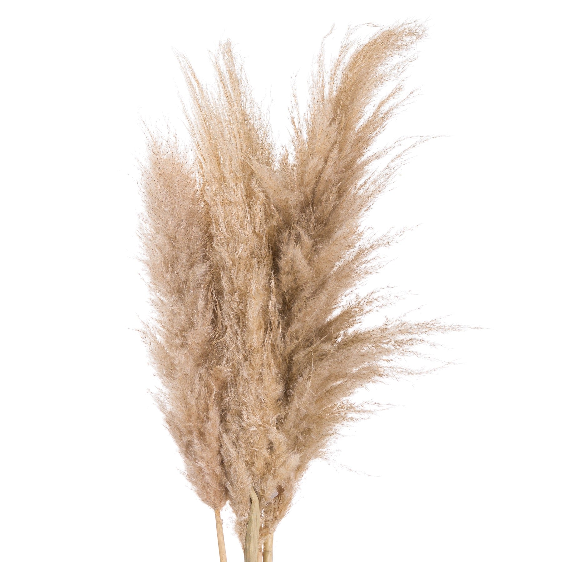 Skandi London Butter Pampas Grass - Skandi London