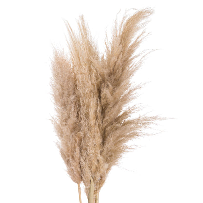 Skandi London Butter Pampas Grass - Skandi London