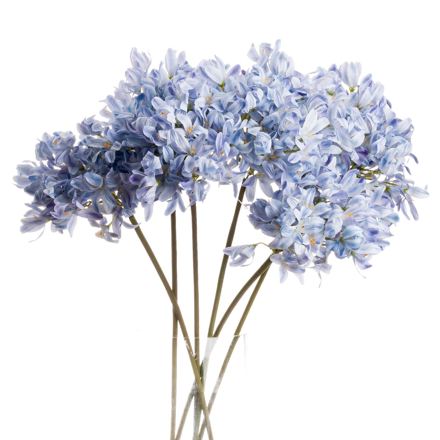 Skandi London Light Blue Large Headed Agapanthus - Skandi London