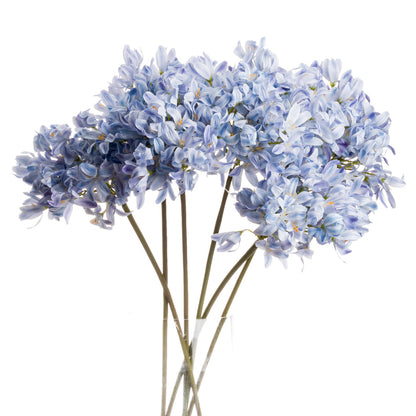 Skandi London Light Blue Large Headed Agapanthus - Skandi London