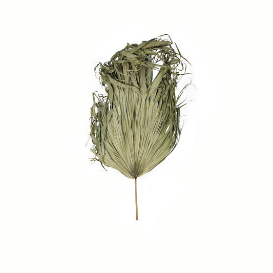 Skandi London Dried Sun Big Palm - Skandi London
