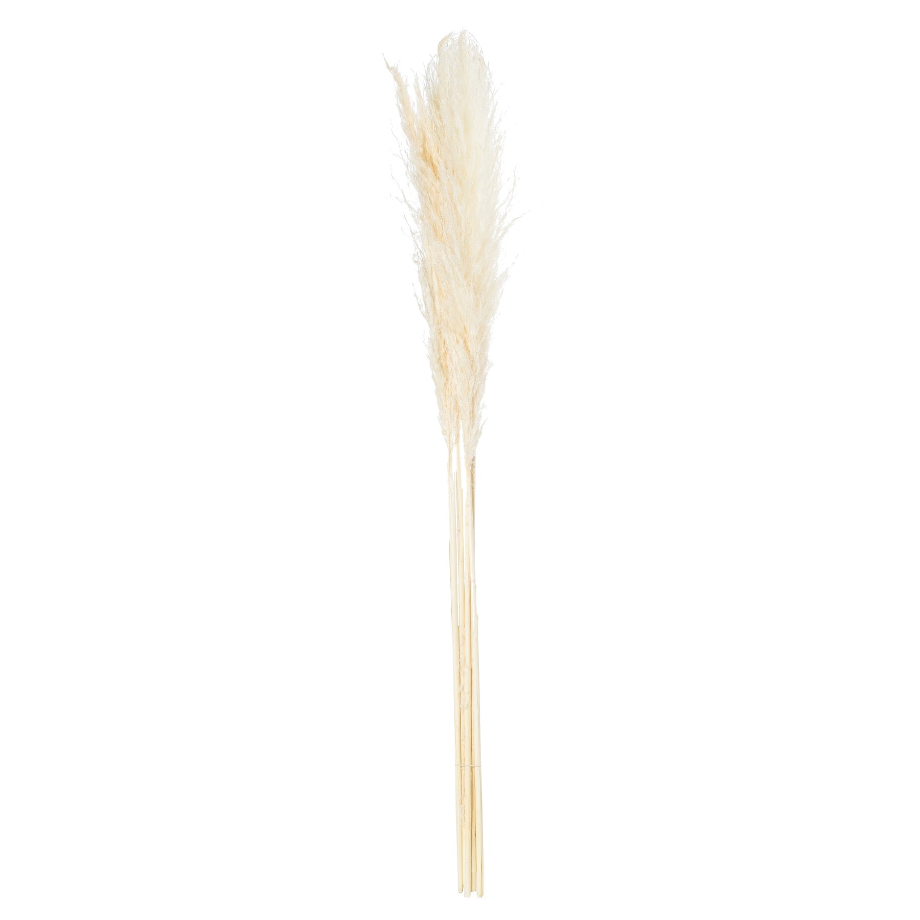 Skandi London Cream Pampas Grass Stem - Skandi London