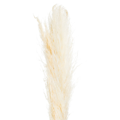 Skandi London Cream Pampas Grass Stem - Skandi London