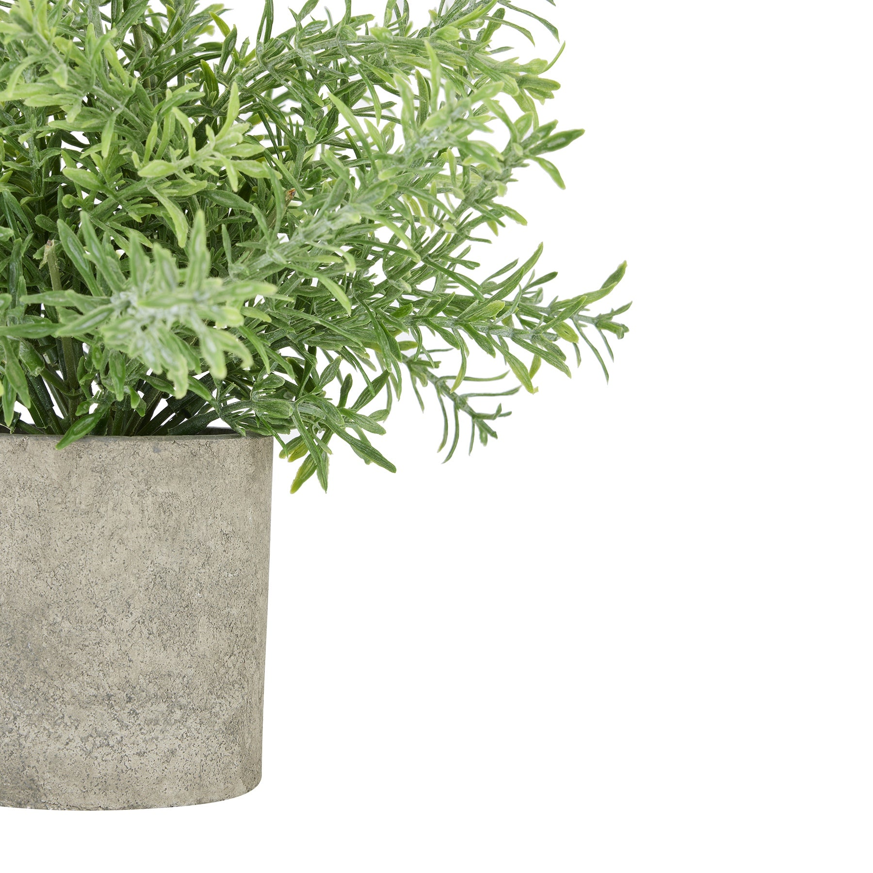 Skandi London Rosemary Plant In Stone Effect Pot - Skandi London