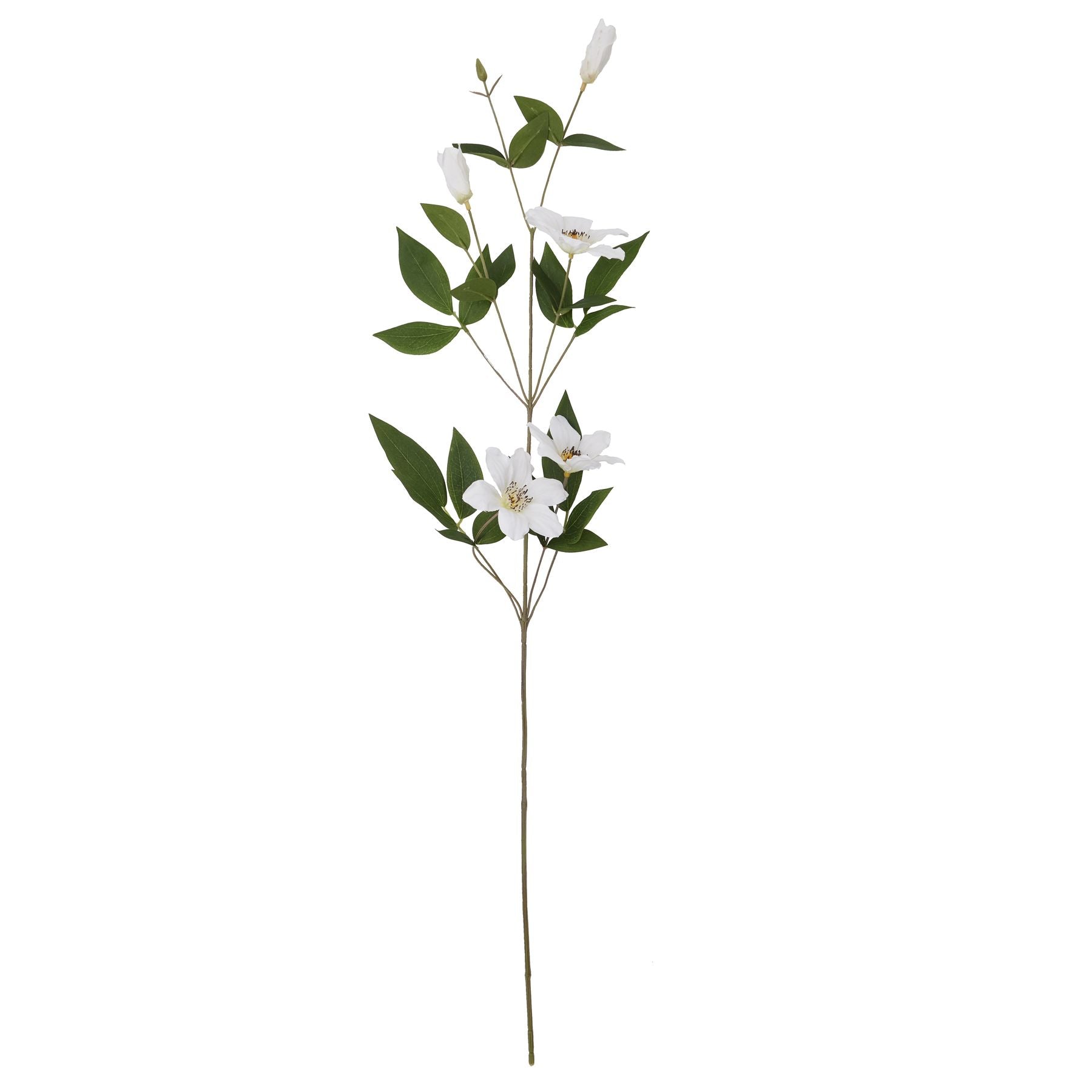 Skandi London White Florida Clematis - Skandi London